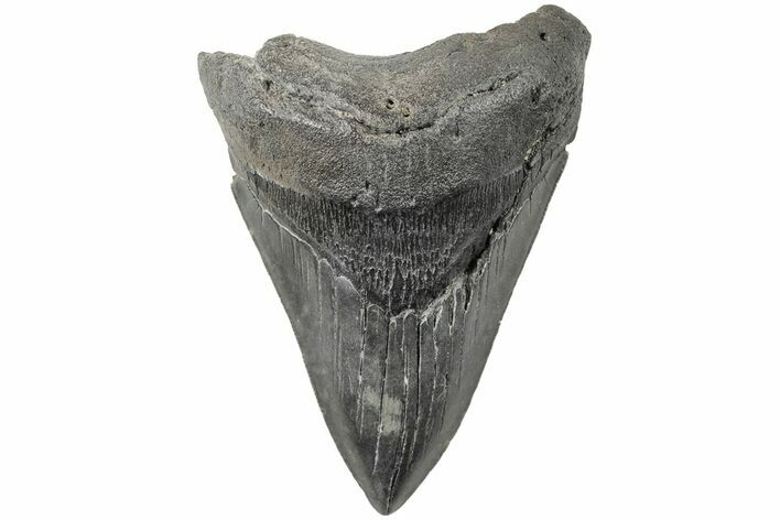 Serrated, Fossil Megalodon Tooth - South Carolina #203097